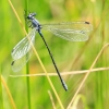 _MG_2259 Lestes macrostigma female